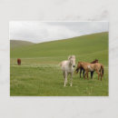 Recherche de troupeau de cheval cartes postales Nature