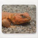 Recherche de reptiles tapis souris Dragon