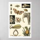 Recherche de arrière plan crème posters Animaux
