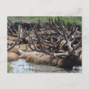 Recherche de wapiti cartes postales Nature