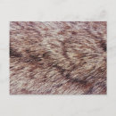 Recherche de fourrure cartes postales Faune