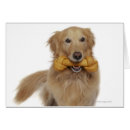 Recherche de image de golden retriever Récupérateur doré