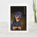 Zoek naar rottweilers kaarten Hond