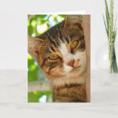 Recherche de yeux verts de chat vœux cartes Photographe
