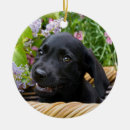 Zoek naar labrador dog ornamenten Schattig