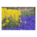 Zoek naar keukenhof tuin posters Ontwerp