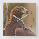 Zoek naar gouden adelaar klokken Roofvogel