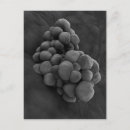 Recherche de microscope cartes postales Médecine