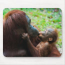 Recherche de orangs outans tapis souris Singe