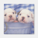 Recherche de seau magnets Bouledogue