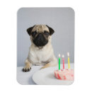 Recherche de chiot de carlin magnets Anniversaire