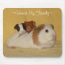 Recherche de cobaye Cavies