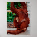 Recherche de orang outan posters Bornéo