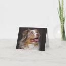 Zoek naar australische herders kaarten Aussies