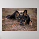 Recherche de animaux mignon posters Animal de compagnie
