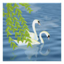 Recherche de lac cygne posters Eau