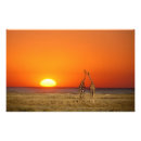 Recherche de girafe mignonne posters Animal