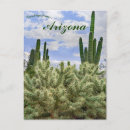 Recherche de cactus de saguaro Plantes