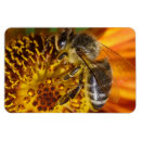 Recherche de ruches magnets Apiariste