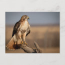 Zoek naar roofvogels briefkaarten Vlucht