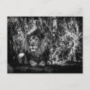 Recherche de jungle cartes postales Photographie
