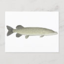 Recherche de brochet cartes postales Pêche