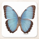 Recherche de photos papillons de dessous de verres Smithsonien