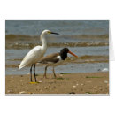 Recherche de héron neigeux Thula d'egretta