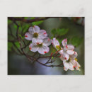Recherche de dogwood cartes postales Nature