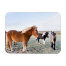 Zoek naar ijslandse paarden magneten Martin zwick