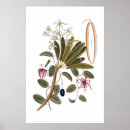 Recherche de vanille art Floral