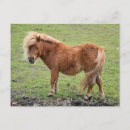 Recherche de équestres cartes postales Animaux