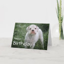 Zoek naar happy birthday boxers kaarten Hond
