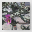 Recherche de fleur de cactus horloges Désert