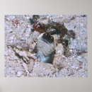 Recherche de de cruche posters Vie marine