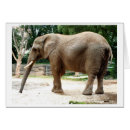 Recherche de conserve de faune photographie Éléphant