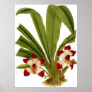 Zoek naar rode orchidee posters Kleurrijk