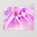Recherche de jolies cartes postales Rose