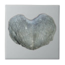 Zoek naar fossielen tegels Paleontologie