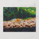 Zoek naar ongewervelden briefkaarten Waterdieren