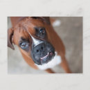 Recherche de chien boxeur cartes postales Canine