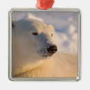 Recherche de churchill ornements Ours