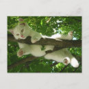 Zoek naar witte kat briefkaarten Katje