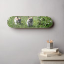 Recherche de bulldog skateboards Frenchie