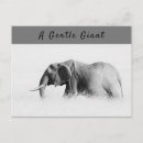 Recherche de safari au kenya cartes postales Animal