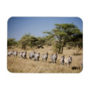 Recherche de tanzanie magnets Nature