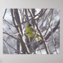Recherche de oiseau sur la branche posters Jaune