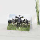 Recherche de bétail vœux cartes Vaches