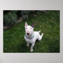 Recherche de chien de bull terrier art Mignon
