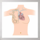 Recherche de lymphatique posters Anatomie